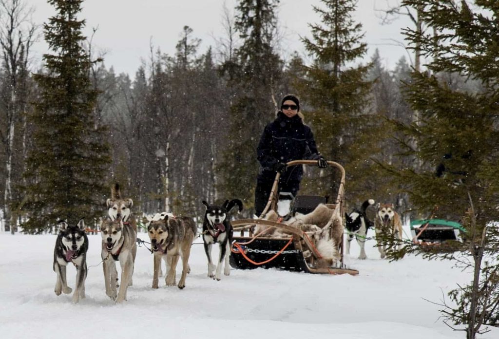Woman driving husky dog sledge in the winter forest in lapland